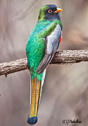 Trogon elegans